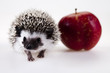 Hedgehog with apple
