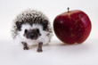 Hedgehog with apple