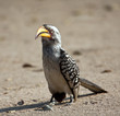 Yellow billed hornbill walking on the ground in the sun