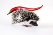 Hedgehog