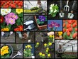 planting flowers