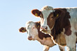 Two Nosy Cows
