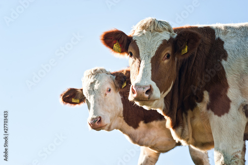 Photo: Two Nosy Cows Two Nosy Cows