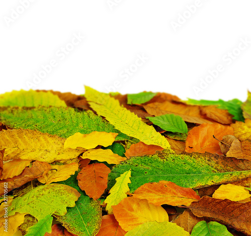 Foto: leaves leaves