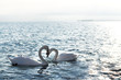 Swans in love Swans in love