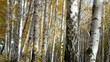 Birchwood