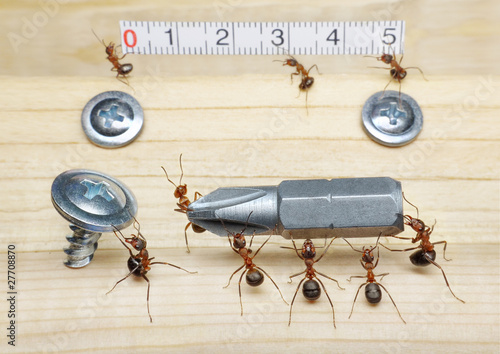 Photo: team of ants measures with ruler and carries screwdriver team of ants measures with ruler and carries screwdriver