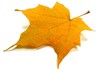Herbstblatt