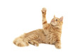 cat plaful