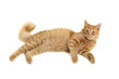 cat plaful