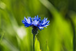 cornflower