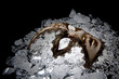 Foto: venetian mask venetian mask