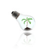 plant in a bulb