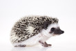 Photo: Autumnal animal - Hedgehog Autumnal animal - Hedgehog