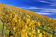 Weinberg Bad Cannstatt