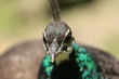 pfau