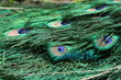 pfau