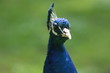 pfau