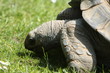 schildkröte