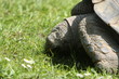 schildkröte