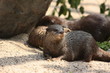 otter