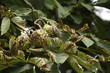 Chestnuts on the Tree in the Fall Chestnuts on the Tree in the Fall