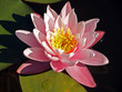 Beautiful pink water lily shot at the water garden