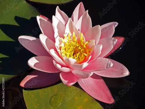 Photo: Beautiful pink water lily shot at the water garden Beautiful pink water lily shot at the water garden