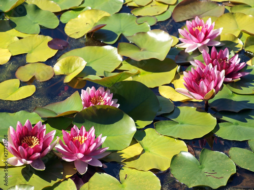 Photo: Beautiful pink water lilys shot at the water garden Beautiful pink water lilys shot at the water garden