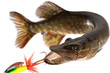Pike