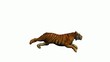 Video: Tiger Running Tiger Running