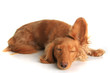 Sleepy dog listening