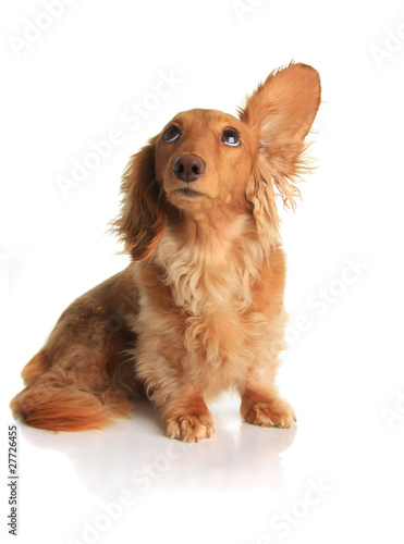 Foto: Sound dog Sound dog