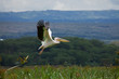Great White Pelican