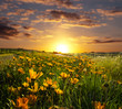 Sunrise or Sunset on flower fields Sunrise or Sunset on flower fields
