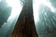Sequoya