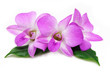 Orchid