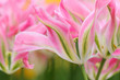 Tulips background