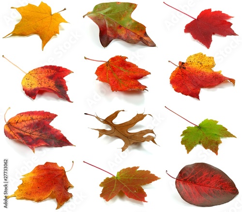 Foto: Herbstblätter Set 1 Herbstblätter Set 1