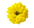 a yellow chrysanthemum flower isolated on white background