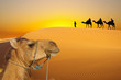 Sahara
