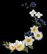 lily and camomile curl on black lily and camomile curl on black