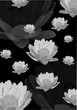 grey lily flower background grey lily flower background