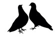 Pigeons Pigeons