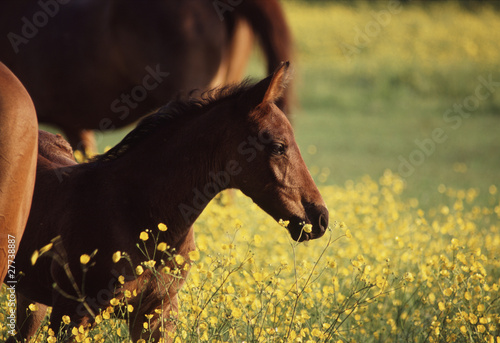 Photo: Foal in Field of Buttercups Foal in Field of Buttercups