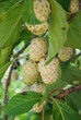 Indischer Maulbeerbaum (Morinda citrifolia)