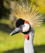 Crowned Crane