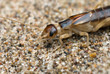 The earwig