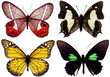 collection of butterflies isolated on white collection of butterflies isolated on white