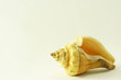 Seashell